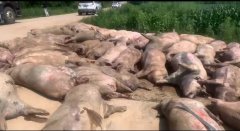 黑龙江养猪场，断电5小时，462头猪死亡！养殖不得不知的柴油发电机组知识